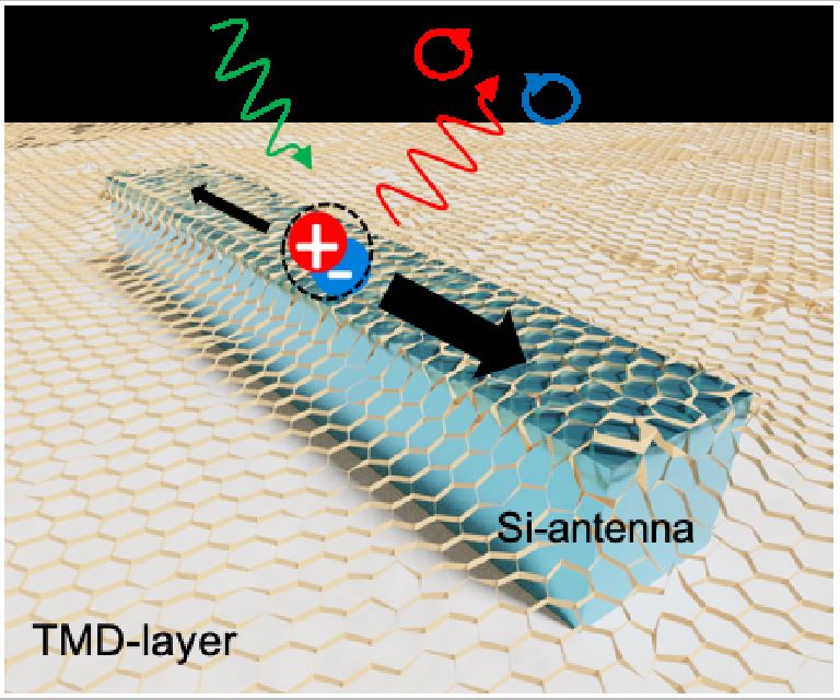 Exstrain D Excitonic And Polarization Control In D Transition Metal